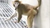 Ερευνητές  κλωνοποίησαν  πίθηκο