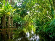 Τετραπλάσια η αποψίλωση των δασών της Αμαζονίας