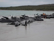 Γέμισε μαυροδέλφινα ακτή στην Αυστραλία
