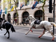 Αλογα ξέφυγαν στο κέντρο του Λονδίνου