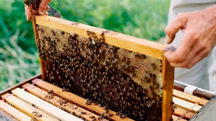 Δωρεάν ταχύρρυθμα εκπαιδευτικά προγράμματα  για μελισσοκόμους