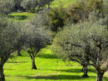 Ελληνικό ελαιόλαδο στον κατάλογο των προϊόντων  ΠΟΠ της Ε.Ε.