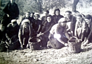 Η γιορτή της Ελιάς στους Γόννους