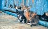 Οι αδέσποτες γάτες και  η κακομεταχείρισή τους (από αρμόδιους και μη)