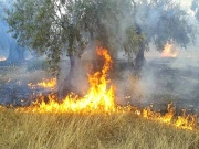 Αιτήσεις για αποζημιώσεις αγροτών από πυρκαγιές