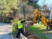 Στον Δήμο Νέστου  μεταφυτεύτηκε  ελιά 700-800 ετών  από την Πελοπόννησο