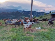 Ανέβηκαν στα όρη, στ’ άγρια βουνά...