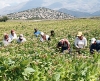 Ευρωπαϊκό συνέδριο Αγροτουρισμού στην Αυστρία