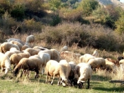 Κτηνοτρόφοι καταγγέλλουν «καρτέλ» και ελληνοποιήσεις