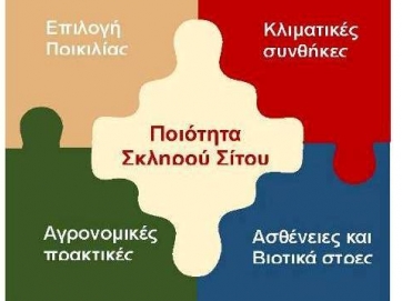 Από τι καθορίζεται η ποιότητα του σκληρού σίτου