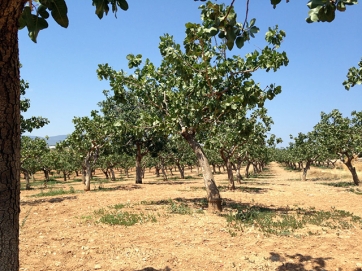 Καλλιεργητικές συμβουλές για φιστικιά - καρυδιά