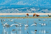 Σύσκεψη για περισυλλογή νεκρών πτηνών στην Κάρλα