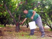 Στα αζήτητα οι παραγωγές, σε απόγνωση οι παραγωγοί