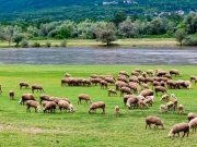 Σε καραντίνα για δύο μήνες τα κοπάδια στην Κρήτη