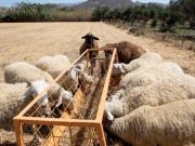 Οροι και προϋποθέσεις για μετακινήσεις ζώων