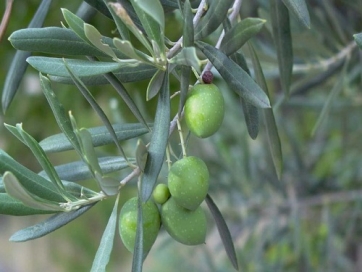 Η καλλιέργεια ελιάς στο νομό Λάρισας