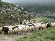 Συζήτηση για κατανομή  βοσκοτόπων και  αυξήσεις ζωοτροφών