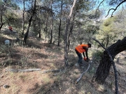 Ξεκινά πρόγραμμα  καθαρισμού των δασών