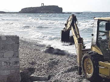 Νεκρή αγελάδα ξεβράστηκε σε παραλία