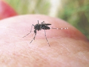 Επανεμφανίστηκε το κουνούπι της ελονοσίας