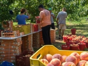 Περιμένουν 7.000 εργάτες γης από την Αλβανία