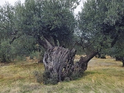 Καταγραφή  των υπεραιωνόβιων  λιόδεντρων