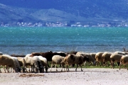 Εκλεψαν 30 αρνιά στον Τύρναβο