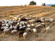 Μέτρα για πανώλη και στην Αχαΐα