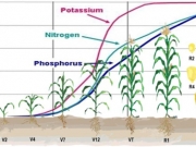 Η ορθή τακτική εφαρμογής των αζωτούχων λιπασμάτων