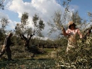  * Ε. Αποστόλου στη Βουλή: «Στόχος να πληρώσουμε τον Νοέμβριο το 70% της ενιαίας ενίσχυσης στους παραγωγούς» *Εξισώνονται με του ΙΚΑ οι εισφορές ΟΓΑ *Έρχεται την άνοιξη η κάρτα αγρότη * Αφορολόγητο 12.000 ευρώ στις επιδοτήσεις με επιβάρυνση αυτών που εισπράττουν περισσότερα επιδιώκει η κυβέρνηση Φωτό αρχείου