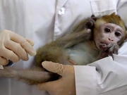 Επιτυχές εμβόλιο σε μαϊμούδες και τρωκτικά