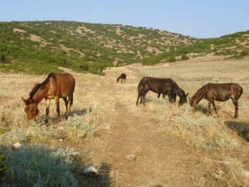 Στο ταμείο ανεργίας …και τα μουλάρια!