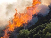 Κάηκαν κέδροι και βελανιδιές στη Ραψάνη