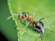 Τα μυρμήγκια ακρωτηριάζουν τους συντρόφους τους