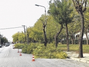 Κόβουν τα ξερά κλαδιά!