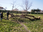 Επεσε δέντρο σε παιδική χαρά