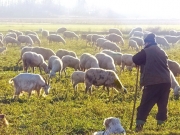 Σε αφανισμό οδηγείται η κτηνοτροφία