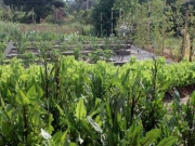 Το ΑΠΘ δίνει 100 λαχανόκηπους σε πολίτες