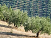 Αγροτικά εν συντομία