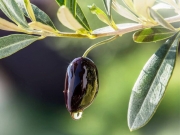 Βαρόμετρο το ελαιόλαδο