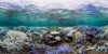 Η υπερθέρμανση των ωκεανών απειλεί τα κοράλλια