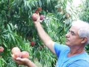 Πρώιμα χαμόγελα για τυρναβίτικα φρούτα