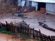 Σε δύο χρόνια λειτουργικό και πάλι το ζωικό κεφάλαιο