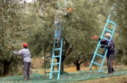 Καταπολέμηση δάκου σε περιοχές της Λάρισας