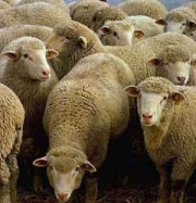 Έκλεψαν 12 πρόβατα