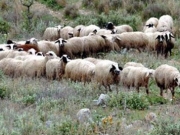 Απογραφή ζωικού κεφαλαίου εκμεταλλεύσεων