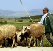 Συγκέντρωση διαμαρτυρίας κτηνοτρόφων αύριο στην Αθήνα