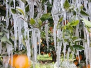 Αιτήσεις αγροτών για ζημιές από παγετό