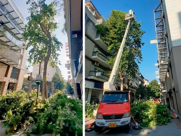 Εκτεταμένοι έλεγχοι και κλαδέματα δέντρων