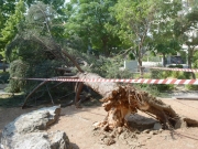 «Λύγισε» το κυπαρίσσι της Αριζόνας…